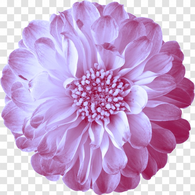 Pink Flowers - Flower - Fundal Transparent PNG