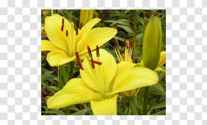 Daylily - Lily Family - Amaryllis Bulb Transparent PNG