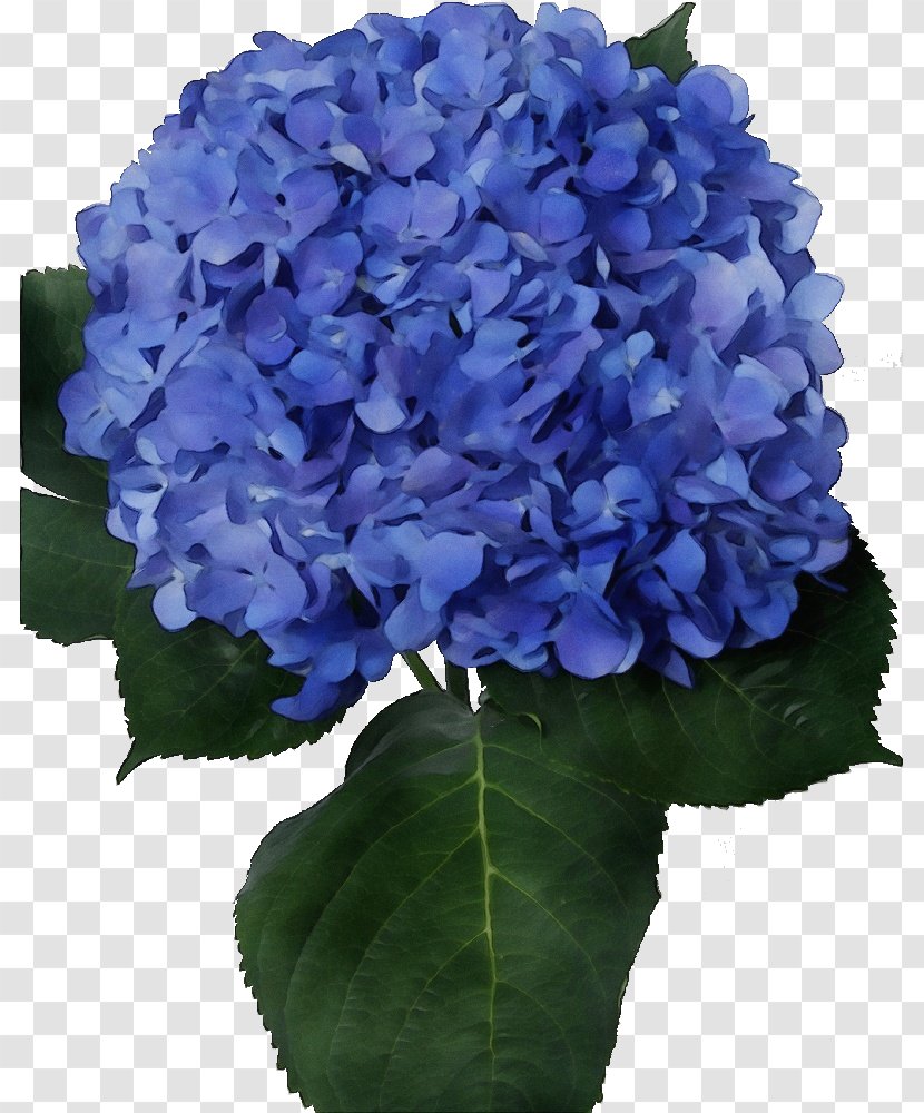 Blue Watercolor Flowers - White - Artificial Flower Annual Plant Transparent PNG