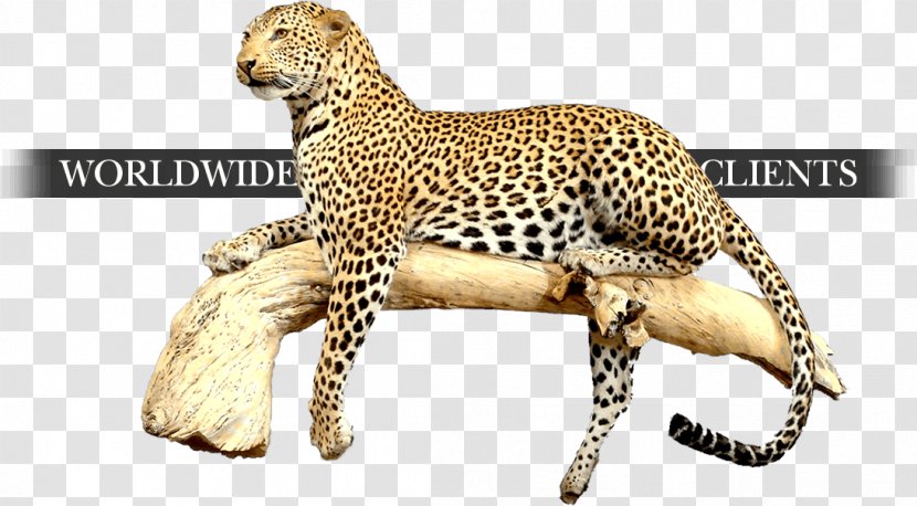 Cheetah Leopard Jaguar Cat Terrestrial Animal Transparent PNG
