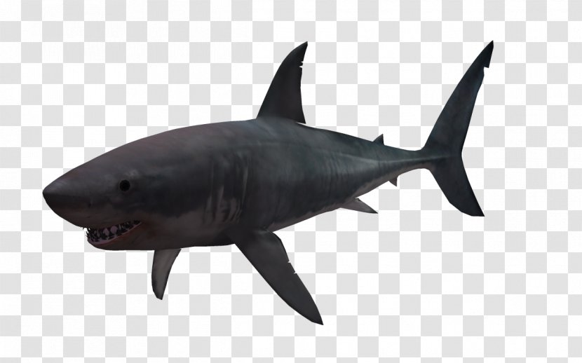 Great White Shark 3D Computer Graphics - Information - Benthic Fauna Transparent PNG