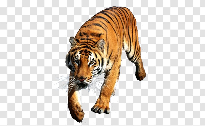 Felidae Siberian Tiger Desktop Wallpaper Bengal Indochinese - Cat Transparent PNG