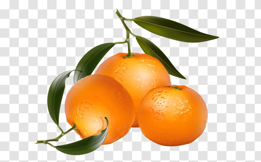 Tangerine Mandarin Orange Clip Art - Natural Foods - Fruit Transparent PNG