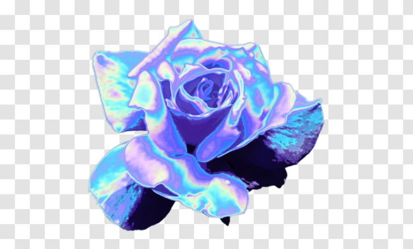 Blue Rose Garden Roses Rainbow Cut Flowers - Electric Transparent PNG