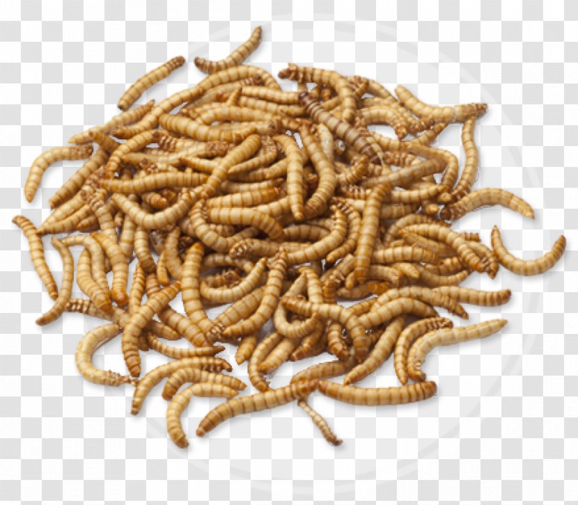 Insect Mealworm Entomophagy Protein Superworm - Live Food - Dried Squid Transparent PNG