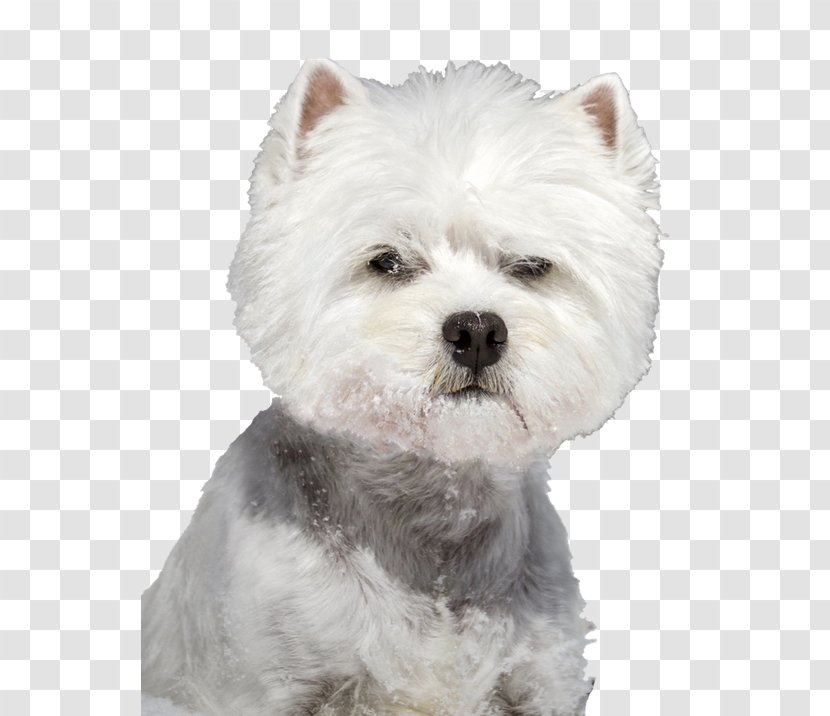 Puppy Cartoon - West Highland White Terrier - Sealyham Toy Dog Transparent PNG