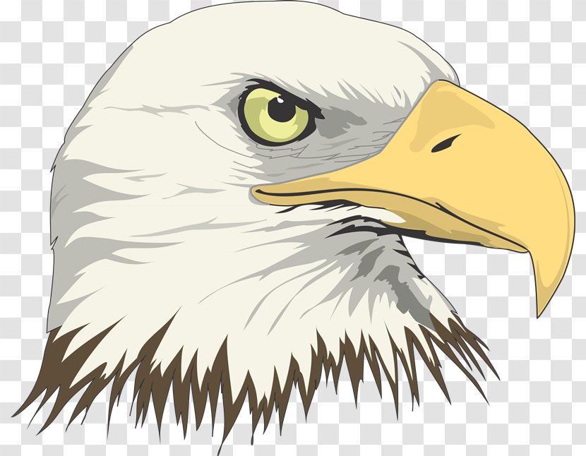 Bald Eagle Drawing Art - Beak Transparent PNG