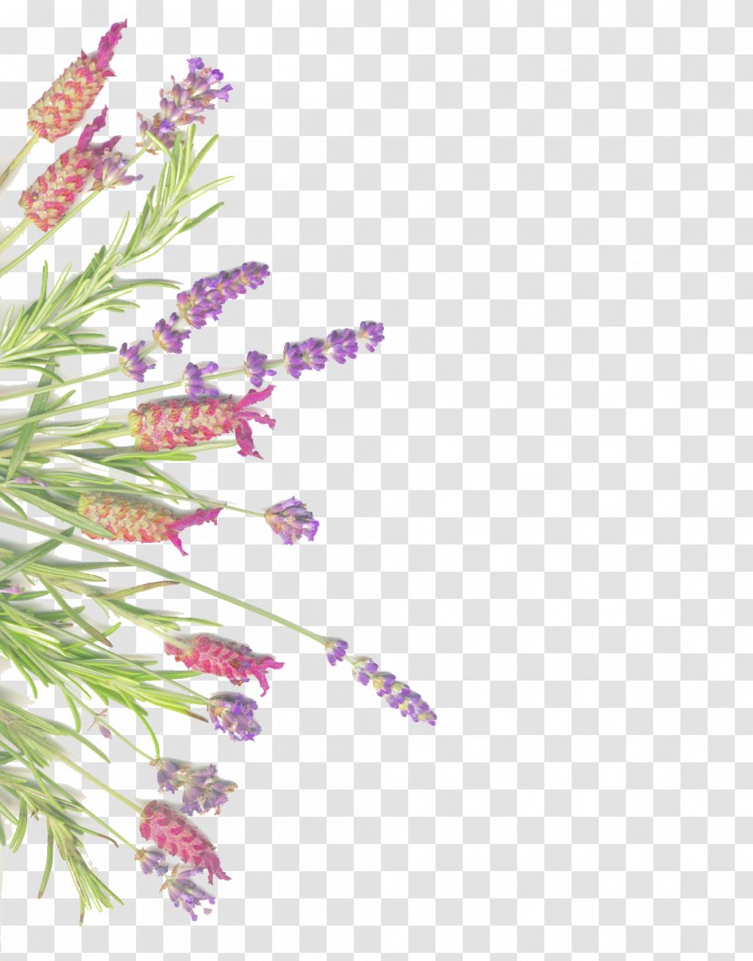 Lavender Herb Rosemary Common Sage - And Isolated On White Transparent PNG