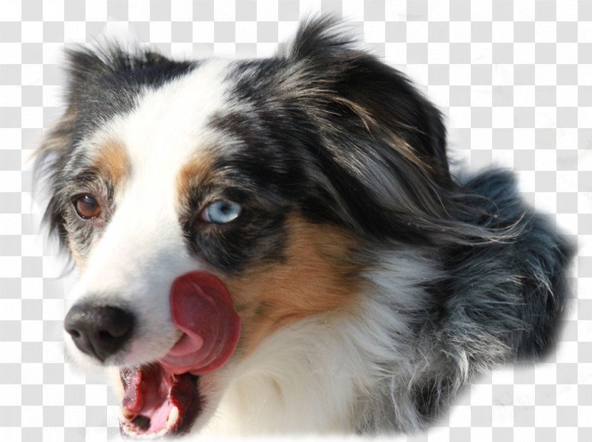 Australian Shepherd Miniature American Dog Breed English Border Collie Transparent PNG