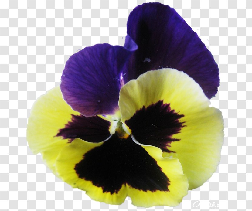 Pansy Violet Clip Art - Purple Transparent PNG