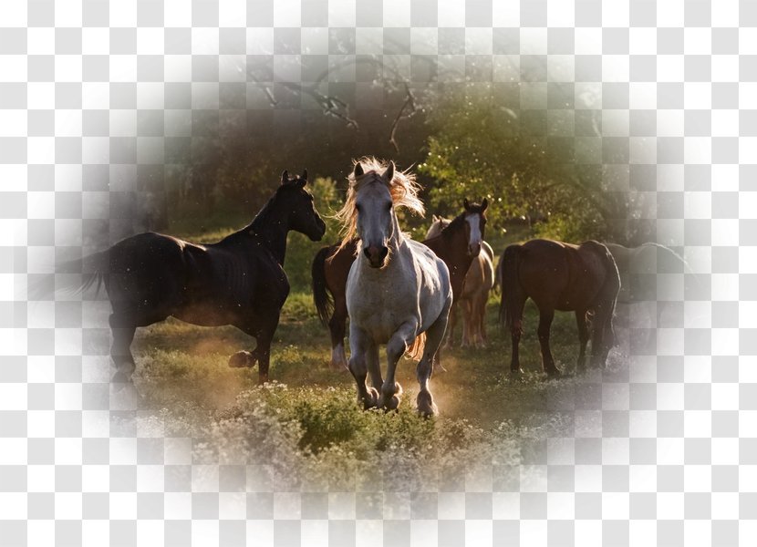 Mustang Stallion Mare Akhal-Teke Feral Horse Transparent PNG
