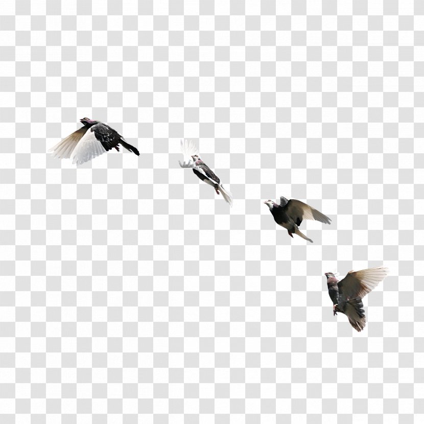 Rock Dove Bird Columbidae Flight - Feather - Fly Transparent PNG