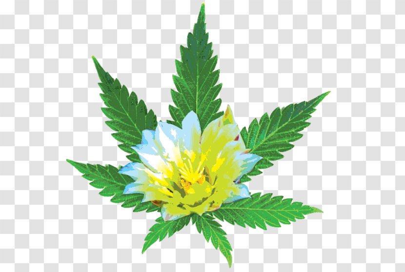 Desert Bloom Re-Leaf Center Medical Cannabis Sativa Dispensary - Hemp Transparent PNG