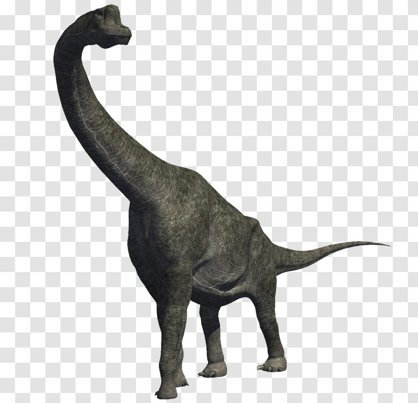 Brachiosaurus Diplodocus Carnivores: Dinosaur Hunter Sauropoda - Extinction - Jurassic Park Transparent PNG