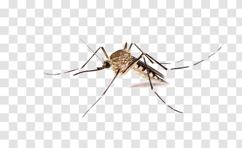 Insect Pest Mosquito Transparent PNG
