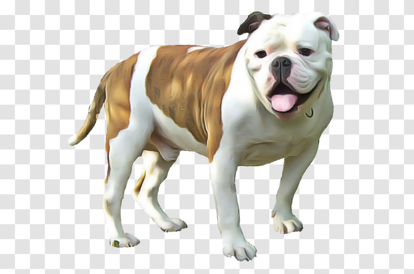 American Bulldog Transparent PNG