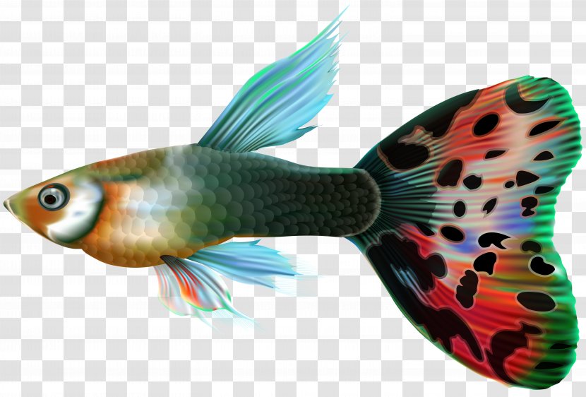 Guppy Fishing Clip Art - Seafood - Male Fish Transparent PNG