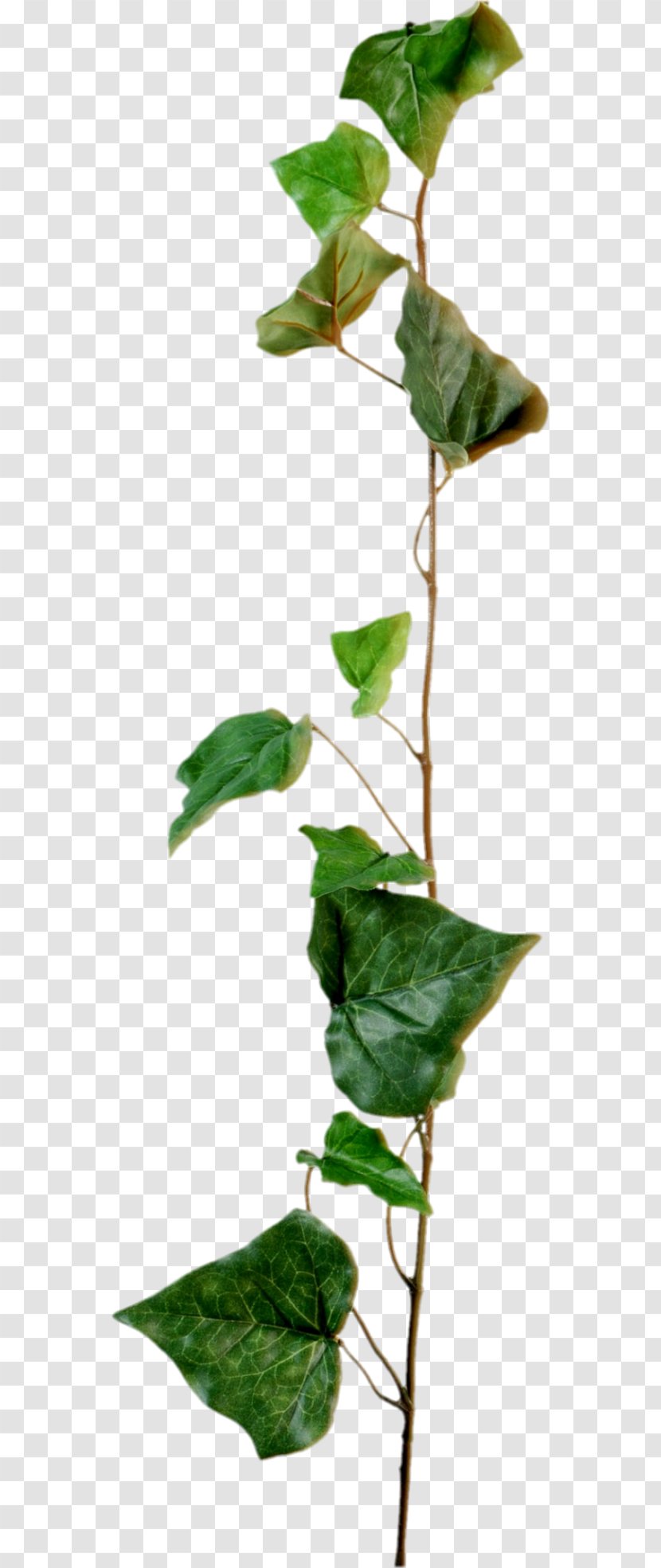 Plant Stem Leaf Common Ivy Branch - Conifer Cone - 70 Transparent PNG