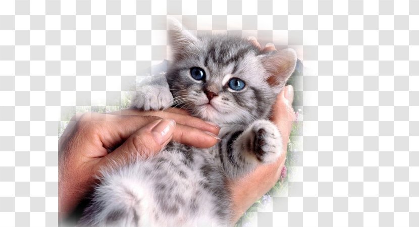 Sphynx Cat British Shorthair Donskoy Kitten Food - Classified Advertising Transparent PNG
