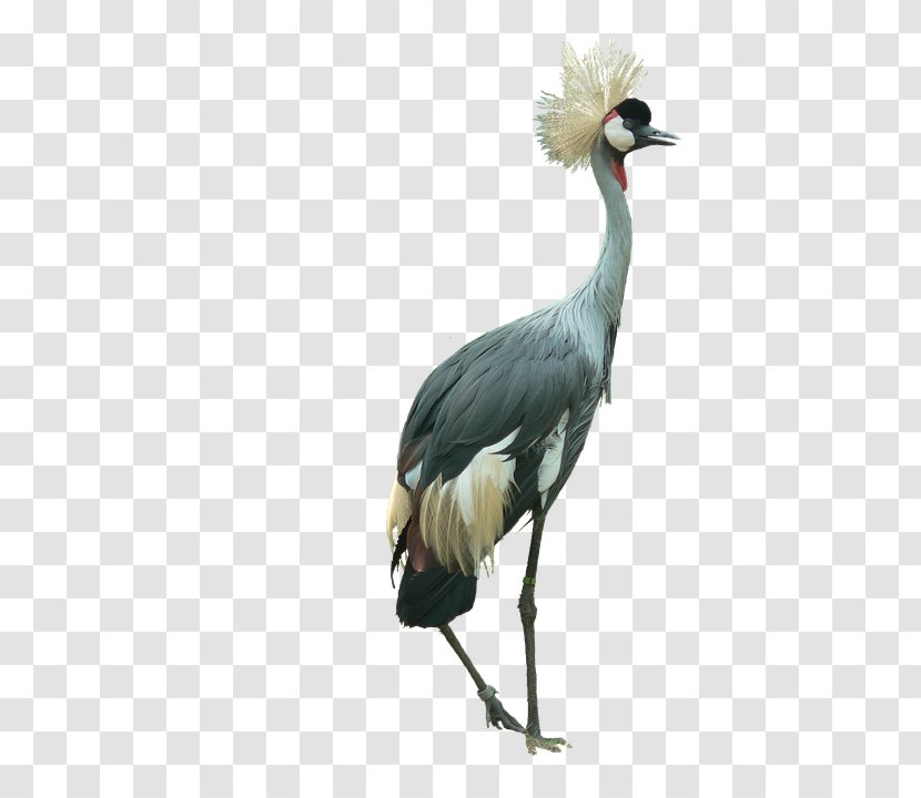 Bird Black Crowned Crane Image - Wildlife Transparent PNG