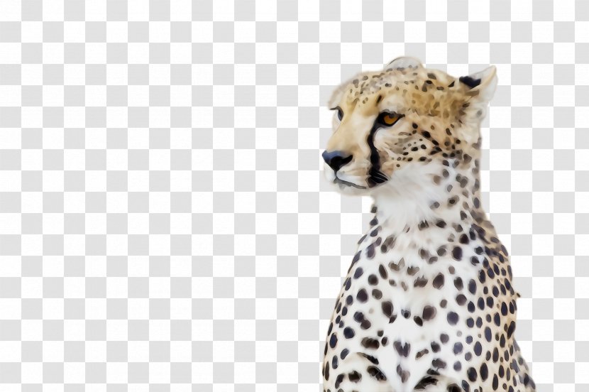 Cheetah Terrestrial Animal Wildlife Figure Small To Medium-sized Cats - Wet Ink - Snout Mediumsized Transparent PNG