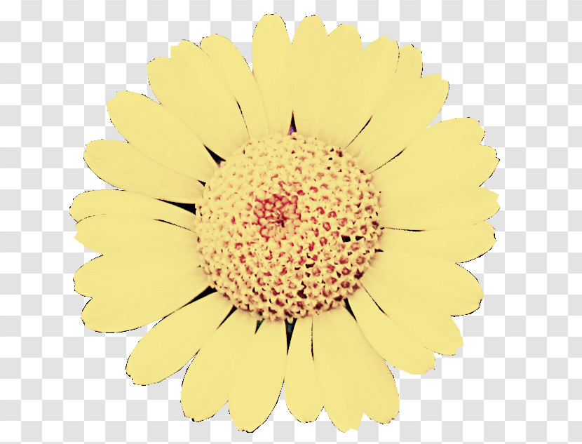 Flower Gerbera Yellow Barberton Daisy Cut Flowers Transparent PNG