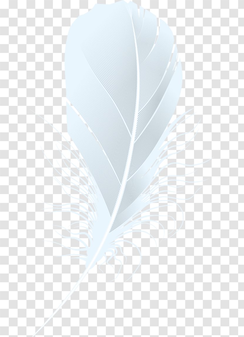 White Feather. - Wing - Leaf Transparent PNG