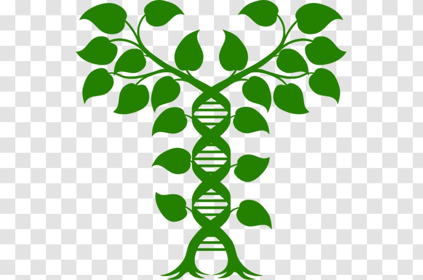 Royalty-free Nucleic Acid Double Helix DNA Vector Graphics Illustration - Green - Tree Transparent PNG