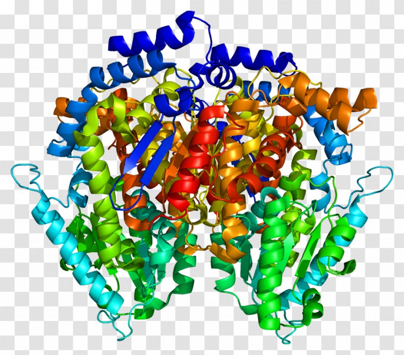 Glucose-6-phosphate Isomerase Glucose 6-phosphate Enzyme - Watercolor - Frame Transparent PNG