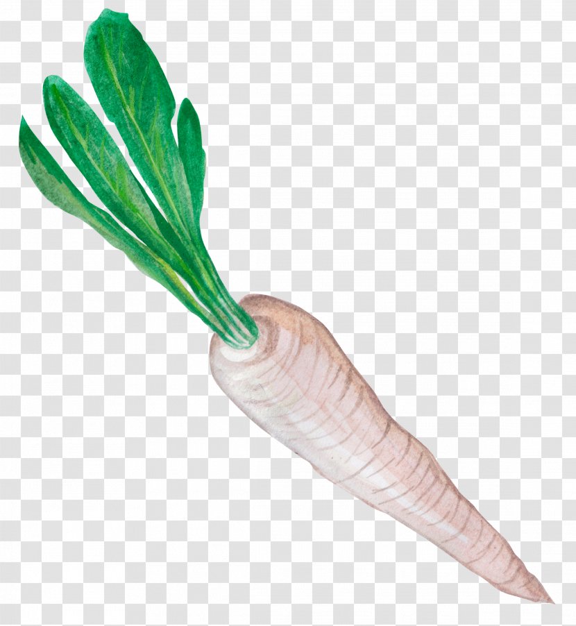 Radish Greens Vegetable Eating - Carrots Transparent PNG