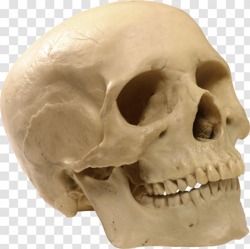 Skull Computer File - Image Transparent PNG