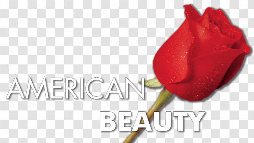 Garden Roses 0 Cut Flowers Fan Art - Rose Order - American Beauty Transparent PNG