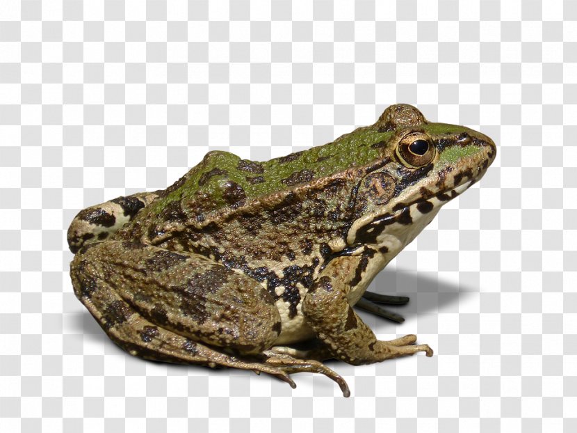 Frog Amphibian - American Bullfrog Transparent PNG