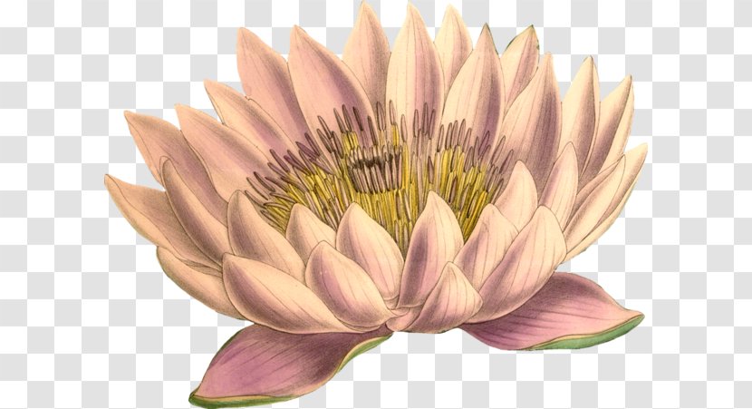 Pink Aquatic Plant - Petal - Lotus Transparent PNG