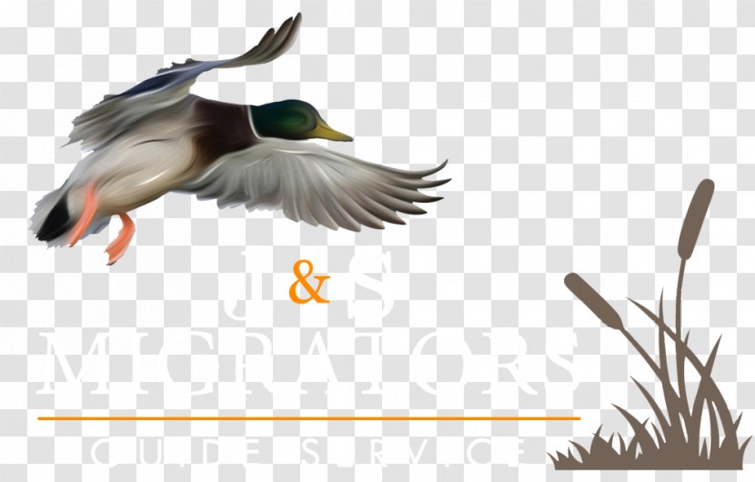 Duck Goose Mallard Waterfowl Hunting Transparent PNG