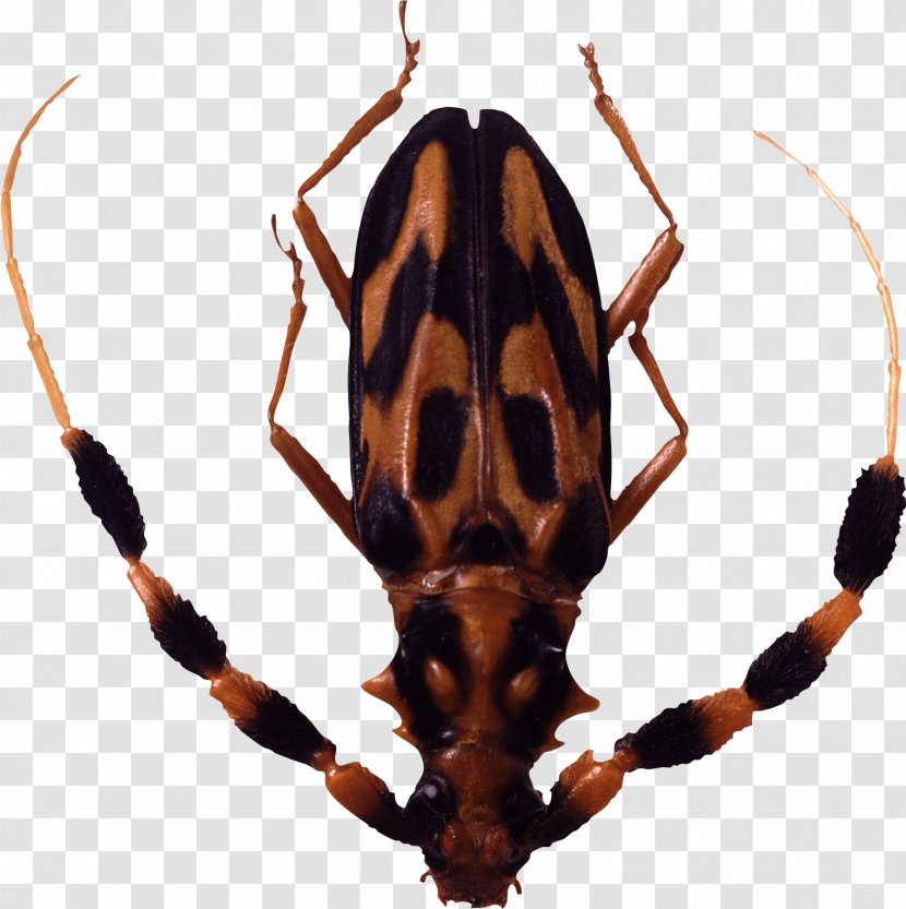Beetle Clip Art - Insect - Bug Image Transparent PNG