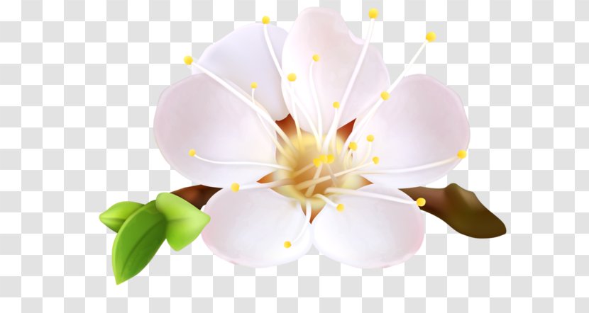 Flower Blossom Clip Art - Flowering Plant - Tubes Roses Transparent PNG