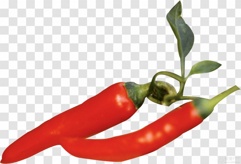 Bird's Eye Chili Bell Pepper Serrano Cayenne Tabasco - Food - Capsicum Transparent PNG