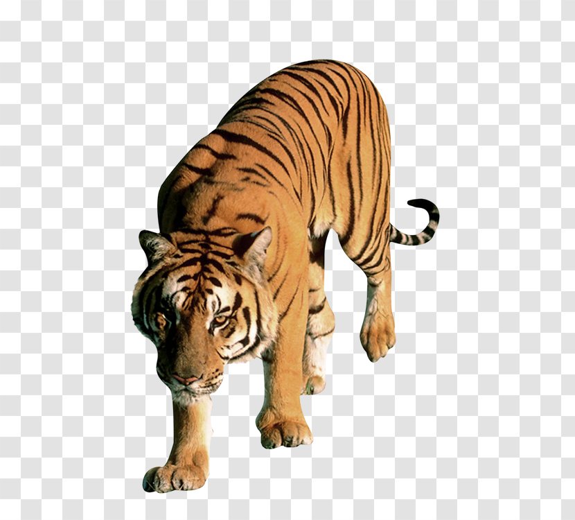 Lion Leopard Bengal Tiger Cat Dog - Like Mammal Transparent PNG