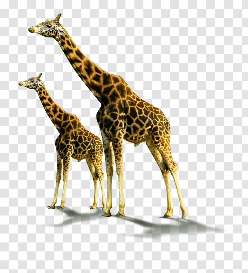 Northern Giraffe Soil Horizon Animal Transparent PNG