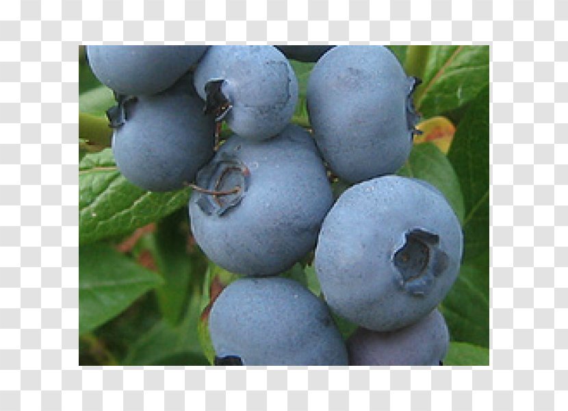 Blueberry Bilberry Huckleberry Fruit Juice Transparent PNG