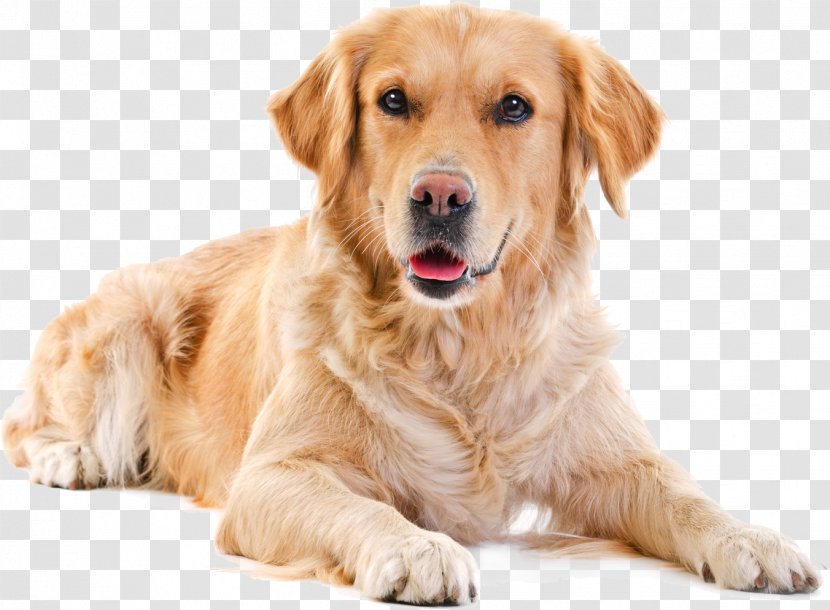Golden Retriever Labrador Puppy Border Collie The Boxer: A Guide To Selection, Care, Nutrition, Upbringing, Training, Health, Breeding, Sports And Play - Carnivoran Transparent PNG