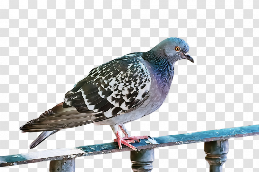 Bird Stock Dove Rock Dove Pigeons And Doves Beak Transparent PNG