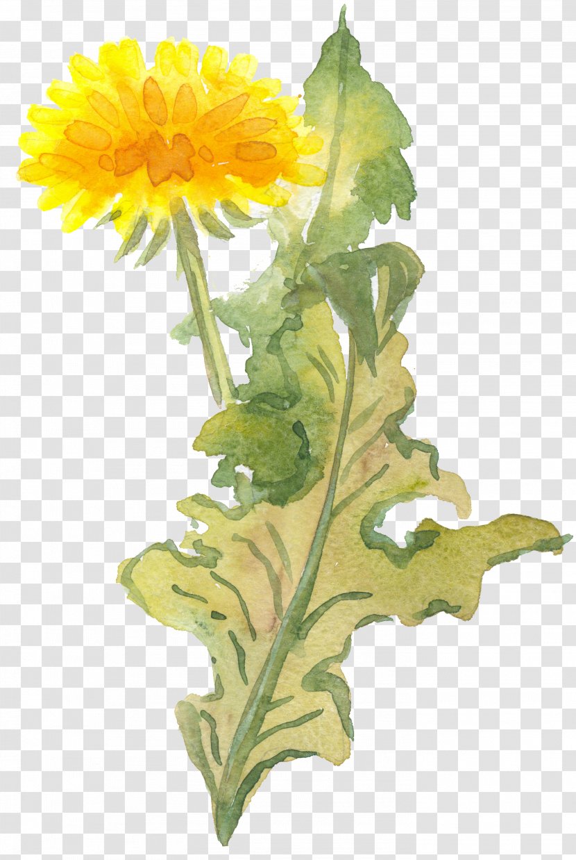 Dandelion Clip Art - Flowering Plant Transparent PNG