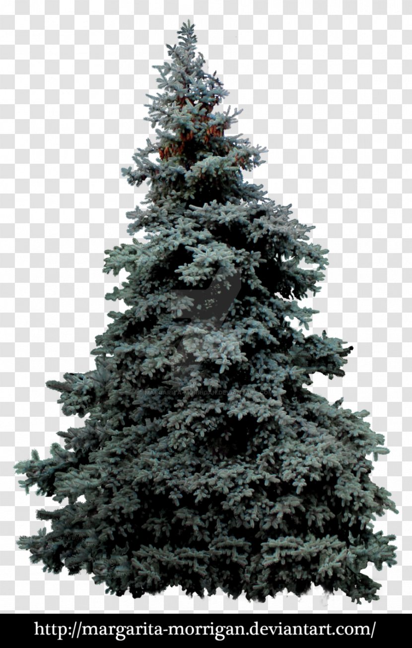 Blue Spruce White Pinus Montezumae Tree - Pine Transparent PNG