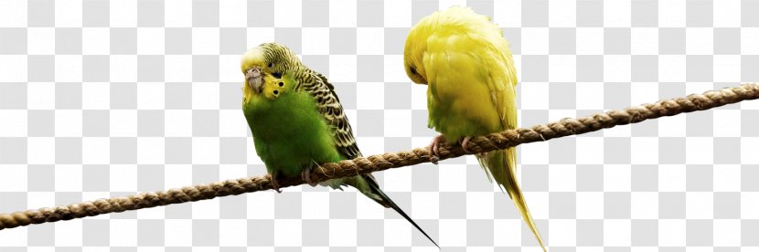 Lovebird Parrot Budgerigar Domestic Canary - Feather Transparent PNG