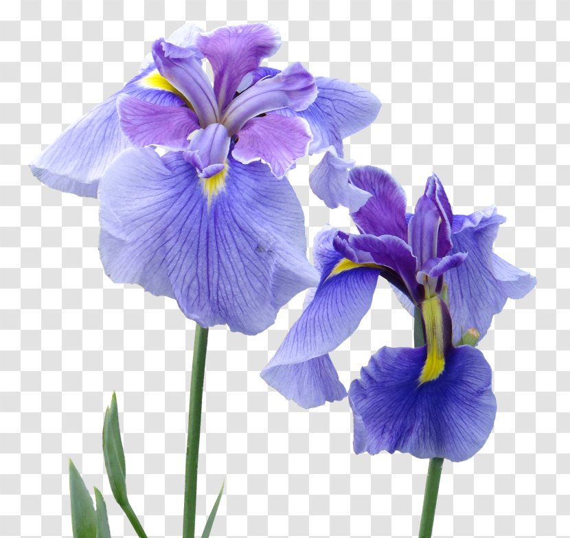 Irises Perfume Flower Patchouli - Viola - Violet Transparent PNG