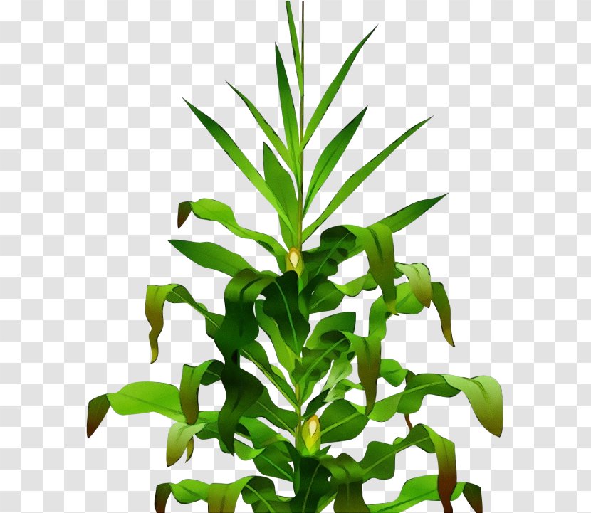Plant Flower Leaf Flowering Terrestrial - Herb - Herbaceous Transparent PNG