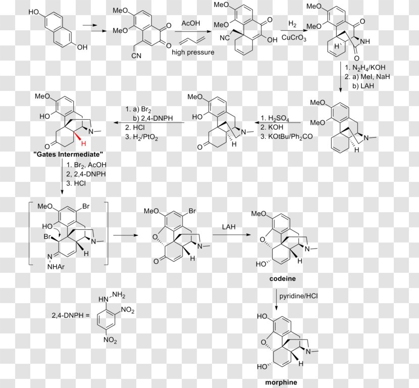 Total Synthesis Of Morphine And Related Alkaloids Chemical Biosynthesis - Drawing - Gates Transparent PNG