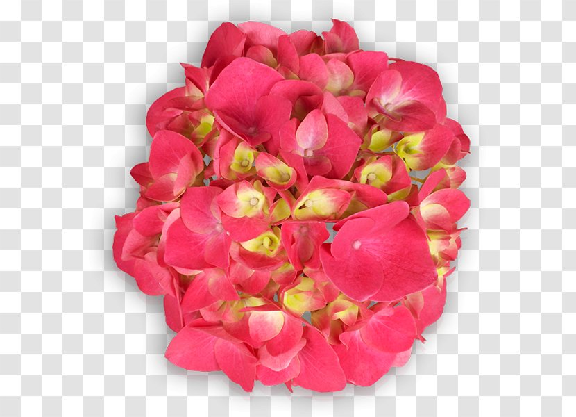 Floribunda Garden Roses Cut Flowers Petal - Begonia - Rose Transparent PNG